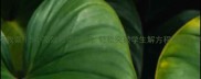 人教版简易方程教案5个高效教学技巧轻松突破学生解方程难题附免费课件下载