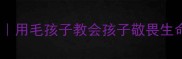 狗狗心理辅导教案用毛孩子教会孩子敬畏生命的小红书爆款课