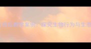 小学中高年级科学课蚂蚁吃西瓜教学案例探究生物行为与生态系统附完整教案设计